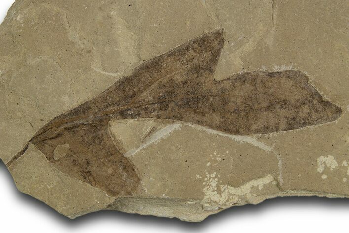 Eocene Fossil Balloon Vine (Cardiospermum) Leaf - Utah #334310